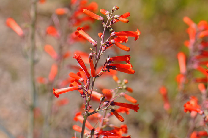 Hackberry Beardtongue is a handsome species with scarlet red tubular flowers from paired leaf axils. Penstemon subulatus 